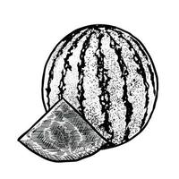 Illustration der Wassermelone auf weißem Hintergrund vektor