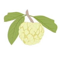 annona ist eine vektorstockillustration. Malbuch. reifer Zuckerapfel. isoliert auf weißem Hintergrund. vektor