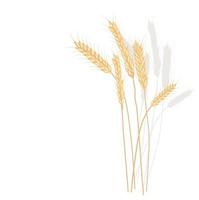 Weizen-Vektor-Lager-Illustration. Roggen. Ohren von Hafer. goldene reife Gerstenkörner. eine Feldpflanze. Illustration für Mehl und isoliert auf weißem Hintergrund. vektor