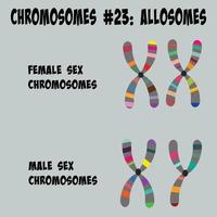 Allosomen Chromosom Nummer 23 Geschlechtschromosomen vektor