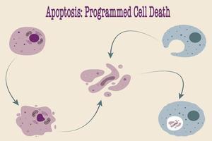 Apoptose programmierter Zelltod vektor