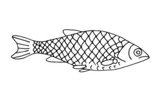 handritad vektorillustration med svart kontur. sötvatten flodfisk mört isolerad på en vit bakgrund. för målarböcker, tryck. fiske, meny, mat, restaurang. inslag av vilda djur. vektor