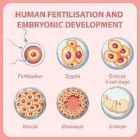 menschliche befruchtung embryonale entwicklung in der menschlichen infografik vektor