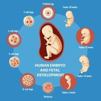 mänsklig embryonal utveckling infographic vektor