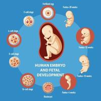 infografik zur menschlichen embryonalen entwicklung vektor