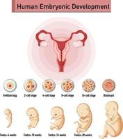 menschliche embryonale entwicklung in der menschlichen infografik vektor