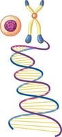 dna helix symbol isolerad på vit bakgrund vektor