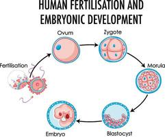Menschliche Befruchtung und embryonale Entwicklung in der menschlichen Infografik vektor