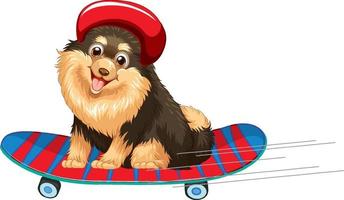 pomeranian hund bär hjälm stående på skateboard vektor