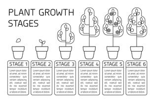 Växttillväxtstadier infographics. Linjekonstikoner. Planteringsundervisningsmall. Linjär stil illustration isolerad på vitt. Plantera frukt, grönsaker process. vektor