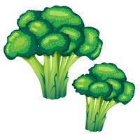 broccoli vektor illustration