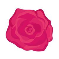 söt rosa ros vektor