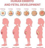 menschliche embryonale entwicklung in der menschlichen infografik vektor
