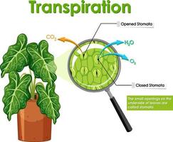 Diagramm, das die Transpiration in der Pflanze zeigt vektor