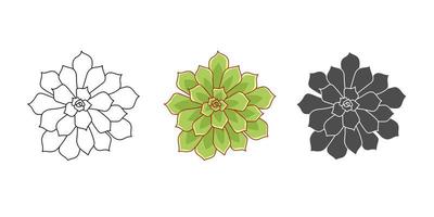 set saftige echeveria pulidonis - farbe grün, gekritzel, einfach. Sammlung isoliertes Element auf weißem Hintergrund. Heimatwerk für Druck und Design. Wüstenblume handgezeichnet, Vektorillustration vektor