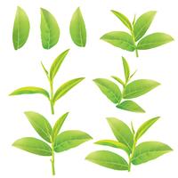 löv av grönt te vektor