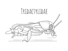 Skizze von Tridactylidae oder Maulwurfsgrillen, isoliert auf weißem Hintergrund. vektor