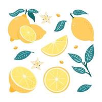 saftige frische reife zitronenfruchtsammlung. satz von ganzen, halb geschnittenen, gehackten zitrusfrüchten, blumen und blättern lebendige illustrationen für limonadenverpackungen oder vitamin-c-werbung vektor