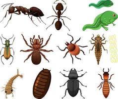 olika typer av insekter och djur på vit bakgrund vektor