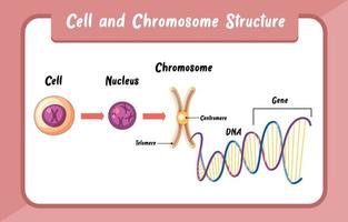 infografik zur zell- und chromosomenstruktur vektor