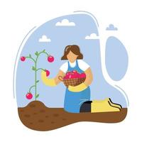 eine junge Frau, die Tomaten sammelt. Weibchen erntet Tomaten. Frau mit Korb. Gartenkonzept. Vektor-Illustration. vektor