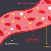 Bestandteile der Blutbahn vektor