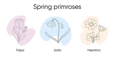Zeichnung von Frühlingsprimeln. Vektor isolierte Blumen. Kritzeleien