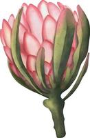 handritad akvarell illustration av rosa protea blomma. exotiska tropiska och färgglada blommor av vacker blomma. isolerad på den vita bakgrunden vektor