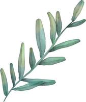 akvarell grön gren med löv. handmålning blommig illustration. blad, växt isolerad på vit bakgrund. vektor