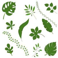 Vektorsatz grüne Pflanzenblätter. Blätter von Bananen, Eichen, Palmen. tropische Blätter. Monstera vektor
