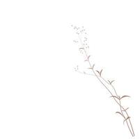 Gypsophila Stock Vektor Illustration. zartes, elegantes Blumenmuster für eine Einladung. Creme farben. Trockenblumen in Pastellfarben isoliert auf weißem Hintergrund.