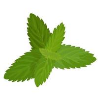 lager vektorillustration av färsk citronmelissmint. våren mintgröna blad närbild för medicin. isolerad på en vit bakgrund. timjan oregano vektor