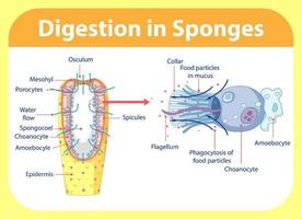 Diagramm, das die Verdauung in Schwämmen zeigt vektor