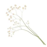 gypsophila lager vektorillustration. delikat elegant blommig för en inbjudan. krämfärg. torra blommor i pastellfärger isolerad på en vit bakgrund. vektor