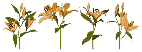 Satz von isolierten handgezeichneten orangefarbenen Lilienblumenvektoren