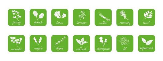 gröna fyrkantiga ikoner av kryddor för sallader. uppsättning av kryddiga grönsaker klistermärken. vektor