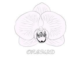 Orchideenblütenvektor vektor