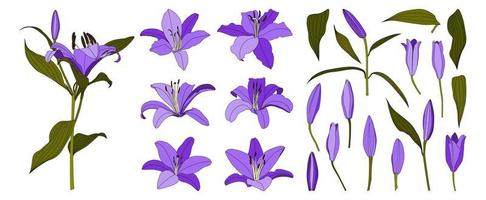 Satz von isolierten handgezeichneten lila Lilienblumenvektoren