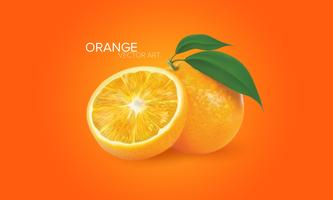 Realistische Orangen im Vektor