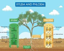 diagram som visar xylem och floemväxt vektor