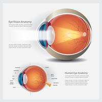 Human Eye Anatomy och Normal Lens Vector Illustration
