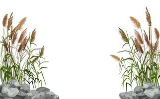 handgezeichnetes Schilf oder Pampasgras, umgeben von grauen Steinen. Zuckerrohr-Silhouette auf weißem Hintergrund. rand oder rahmen von grünen pflanzen. vektor