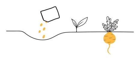kålrots tillväxtstadier. livscykeln för en kålrot. instruktioner för plantering av kålrot .vector illustration i doodle stil isolerad på vit bakgrund vektor
