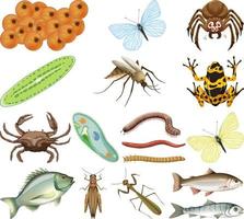 många insekter och djur på vit bakgrund vektor