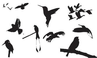 fåglar samling vektor illustration design svart och vitt