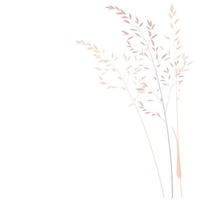 vektor stock illustration av pampas gräs. grädde gren av torrt gräs. panikel cortaderia selloana sydamerika, fjäderblommahuvud plumesstep. mjuk rosa färg. mall för ett bröllopskort.