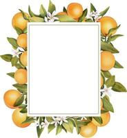 ram av handritad akvarellblommande apelsinträdgrenar, blommor och apelsin, isolerad illustration på en vit bakgrund vektor