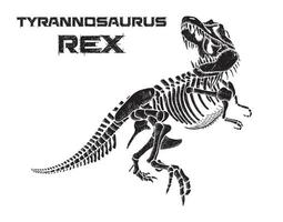 Tyrannosaurus rex Skelett handgezeichnete Vektorgrafik auf weißem Hintergrund vektor