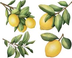 citron frukt set akvarell illustration isolerad på vit bakgrund vektor