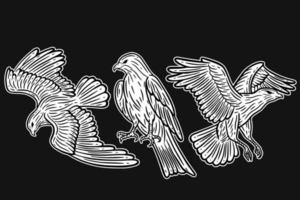 Ställ in örnfågel djurvingar flygande handritad för tatuering och t-shirt konstillustration vektor